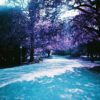 Lomography Lomochrome Purple (35mm) - Image 5
