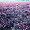Lomography Lomochrome Purple (35mm) - Image 7