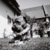 Lomography Earl Grey 100 (35mm) - Image 4