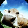 Lomography Fisheye No. 2 Shiawase - Image 13