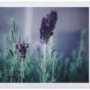Lomo'Instant Automat Bora Bora (SIN PACKAGING) - Image 5