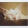 Lomo'Instant Automat Bora Bora (SIN PACKAGING) - Image 7