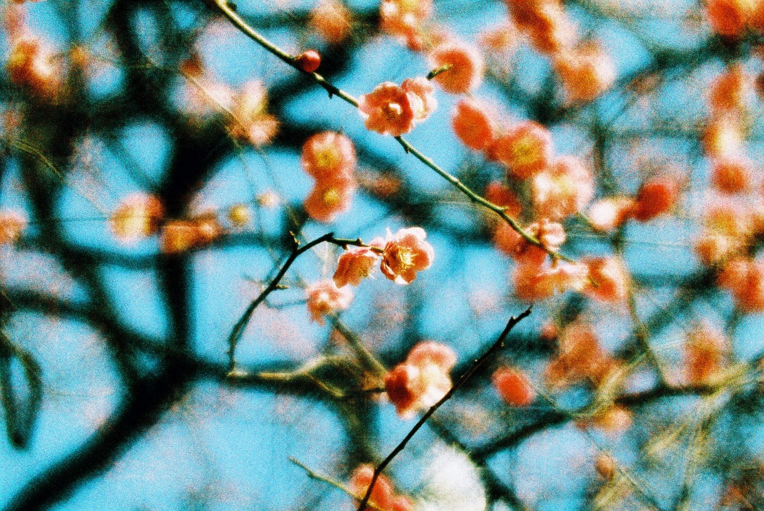 Daguerreotype Achromat 2.9/64 - Montura Nikon F - Image 8