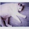 Lomo'Instant Automat, kit de Lentes - Image 28