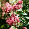36 exp. con Kodak Vision 2 250D - Image 3