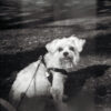 Lomography LomoMod No.1 - Image 2