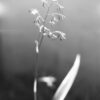 Lomography Babylin Kino ISO 13 - Image 6