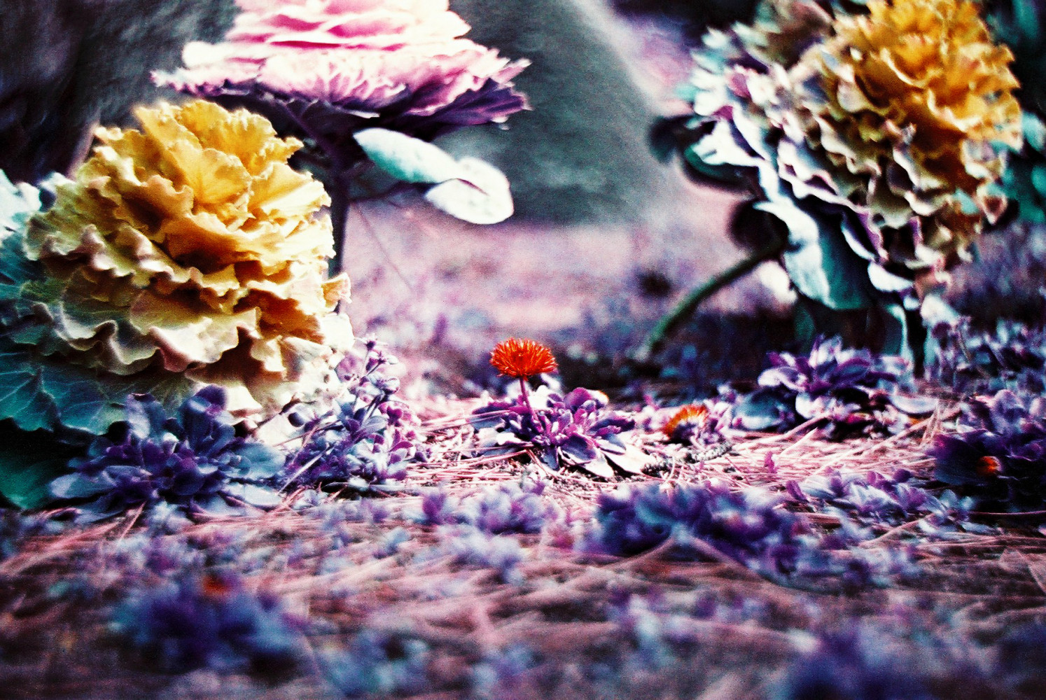 Lomography Analogue Quartet 04-2023 (35mm) - Imagen 7