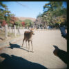 Holga 120 GCFN - Image 7